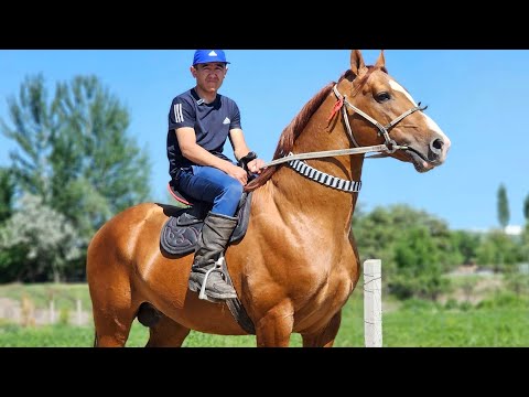 Видео: ЗОЛОТОЙ ДОНЧАК ЗАКАДАН 🔥3 мая 2025 г.