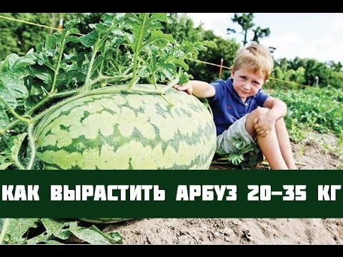 Видео: Выращивание арбузов
