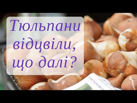 Видео: Догляд за тюльпанами після цвітіння | Викопування | Зберігання