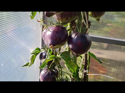 Видео: Обзор сортов томатов в теплице . 31 июля 2025 г.