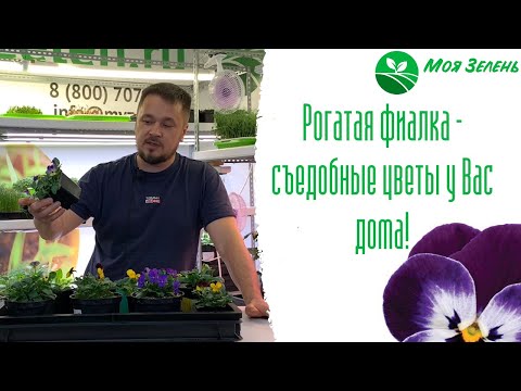 Видео: Фиалка рогатая - Как вырастить дома? Съедобные цветы.