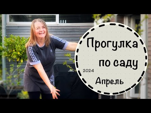 Видео: Прогулка по саду #9  ☘️Апрель 2024 ☘️ Потери после зимы ☘️ Альтернатива самшиту☘️