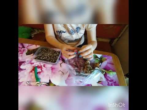 Видео: Лилии. Как хранить и размножить зимой.