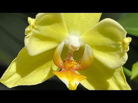 Видео: Моя коллекция бабулеток 🎀