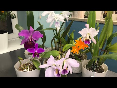 Видео: Цветение каттлей в декабре. Cattleya Massiliensis purple, Cattleya Fallieri