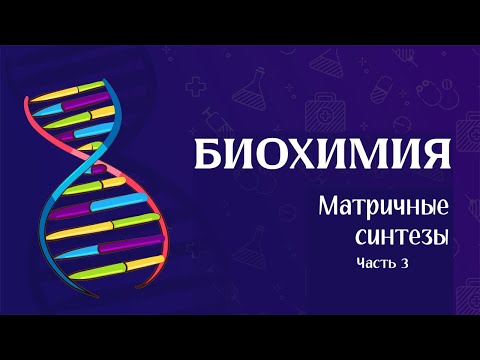 Видео: Биохимия | Матричные биосинтезы (трансляция и ингибиторы)