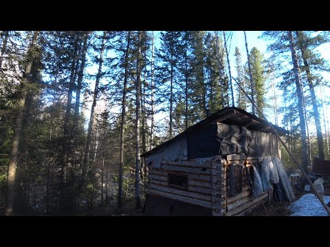 Видео: ВЕСНОЙ ЖИВЁМ НА ДАЛЬНЕЙ ИЗБЕ. ОХОТА НА МЕДВЕДЯ С ЛАЙКАМИ.