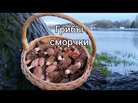 Видео: Где правильно искать грибы сморчки и их шапочку?