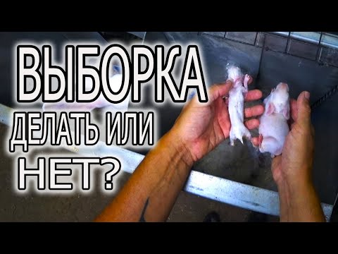 Видео: СКОЛЬКО САМКА ЖИВЕТ ИЛИ СКОЛЬ САМКА ДАЕТ ОКРОЛОВ