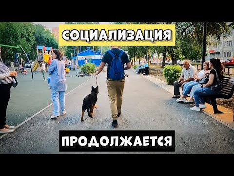 Видео: НЕУВЕРЕННЫЙ ЩЕНОК ГУЛЯЕТ ПО ГОРОДУ