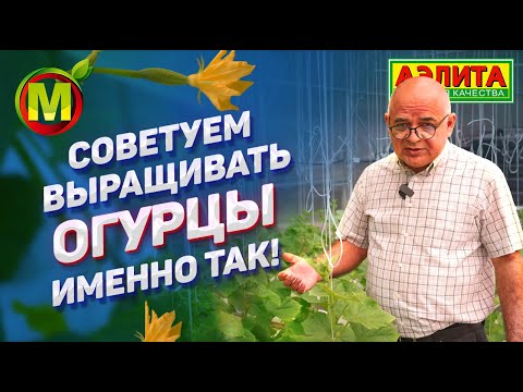 Видео: Советы по ВЫРАЩИВАНИЮ ОГУРЦОВ. Делимся нашим опытом.