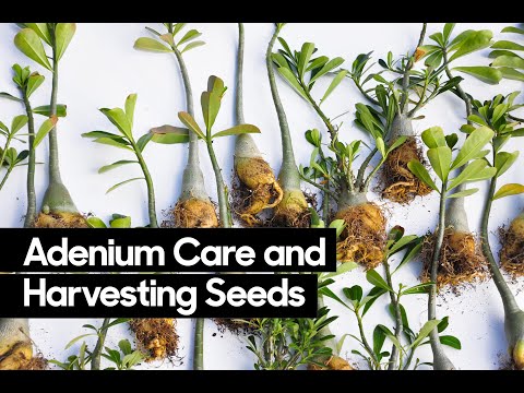 Видео: Уход за адениумом (пустынной розой) • Как собрать семена адениума