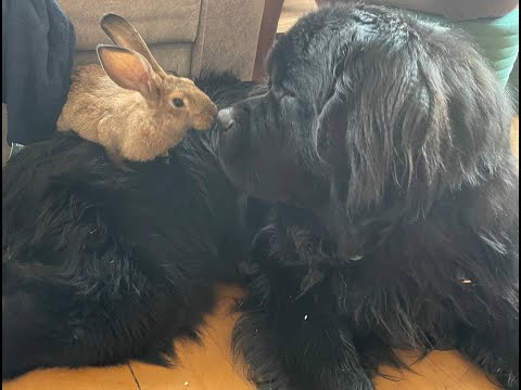 Видео: Наш Ньюфаундленд по кличке Булат.