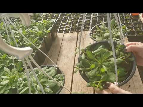 Видео: Обзор рассады ампельной петунии Опера, Тайдал, Изи Вейв, Плюш.