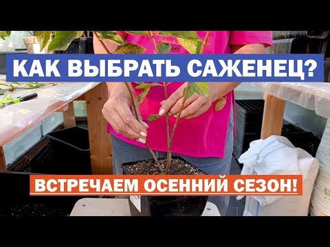 Видео: КАК ВЫБРАТЬ саженец метельчатой гортензии на ОСЕННИЙ СЕЗОН посадки?