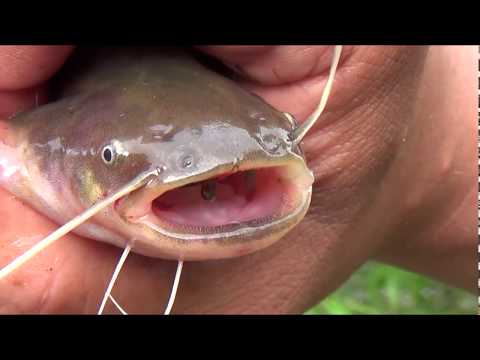 Видео: Рыбалка. Черепетское водохранилище. Тульская обл.