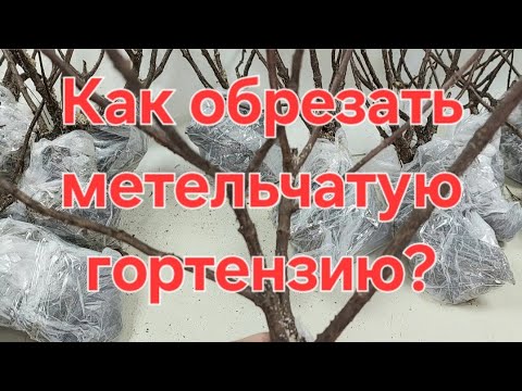 Видео: Обрезаем Гортензию  "Самарская лидия"