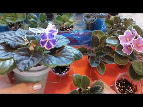Видео: От череночка до цветочка.☘️🌺Этапы роста и пересадок в моих условиях.