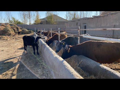 Видео: ☎️ 95 334 70 77 ЧОРВА ФЕРМАДАН МОЛЛАР СОТИЛАДИ СИГИР КИЛИШГА ЗУРЛАРИДАН 
