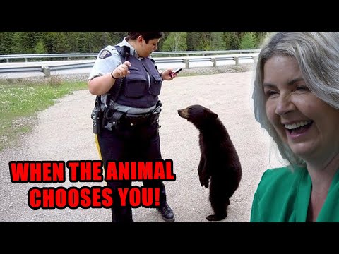 Видео: Реакция британцев на неожиданные решения системы распределения животных