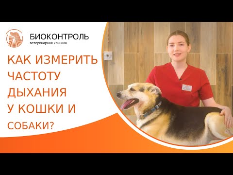 Видео: 😸 Определение частоты дыхания у кошки и собаки. Как измерить частоту дыхания у кошки и собаки. 18+