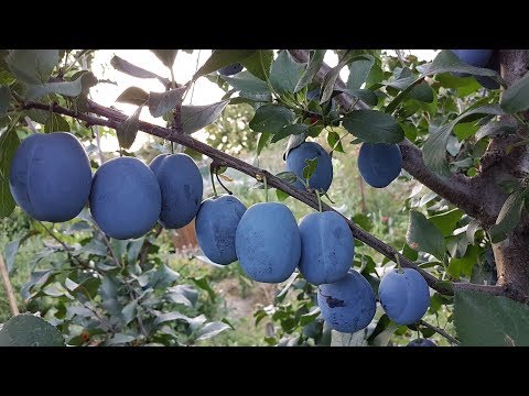 Видео: Слива Чачакская наилучшая 23.08.2018