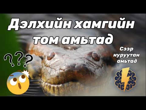 Видео: Дэлхийн хамгийн том амьтад - Сээр нуруутан
