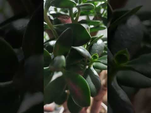 Видео: Очередной отчёт "После обрезки"