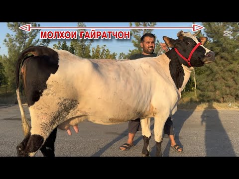 Видео: МОЛҲОИ ҒАЙРАТҶОН БО НАРХИ ДАСТРАС 11 сентября 2025 г.