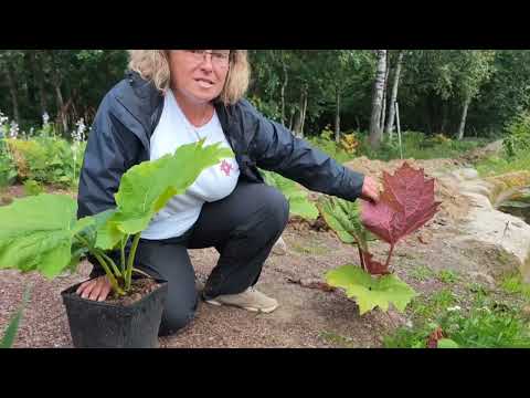Видео: Растение гигант - Ревень тангутский.