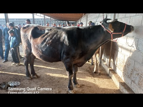 Видео: МОЛБОЗОРИ ХОЧИ ШАРИФ 7 ноября 2025 г.