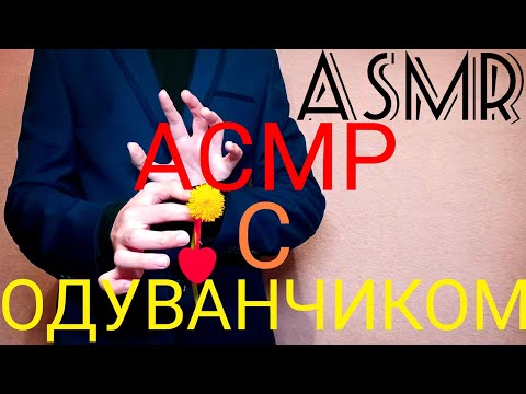 Видео: АСМР с Одуванчиком | ОДУВАНЧИК АСМР