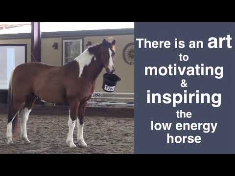 Видео: ПОМОГИТЕ! Моя лошадь не идёт!