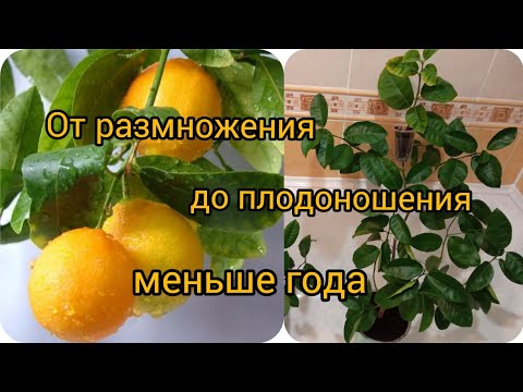 Видео: Воздушные отводки - самый быстрый путь к плодоношению. Мандарин Павловский воздушная отводка.