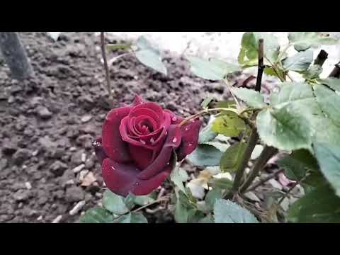 Видео: Цветы у дома.