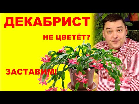 Видео: Декабрист (шлюмбергера) не цветет? Заставим! [Коротко и ясно]