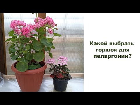 Видео: Выбор горшка для пеларгонии