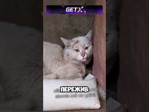 Видео: Настоящая дружба 🐈🙏🏼 #животные #милыеживотные