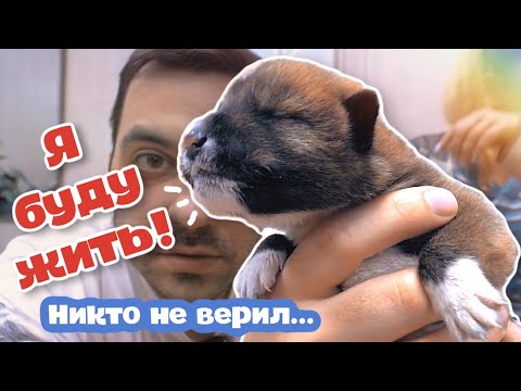 Видео: Щенки из коробки неделю спустя. Кто выжил?