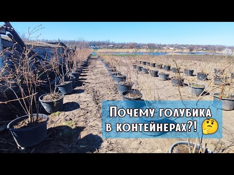 Видео: ‼️Почему мы выращиваем голубику в контейнерах‼️