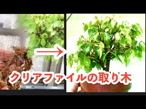 Видео: [Причиной, по которой я начал заниматься выращиванием бонсай, был бонсай дзелькова. 】