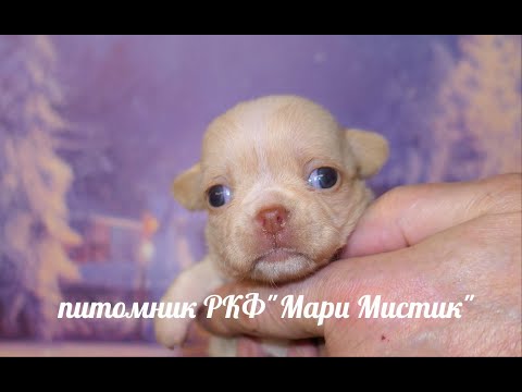 Видео: О чём МОЛЧАТ заводчики ПЕРЕД продажей ЩЕНКА ? 17/01/23 #миничихуахуа ПОДРОЩЕННЫЙ щенок какие ПЛЮСЫ ?