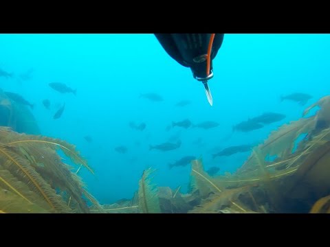Видео: Мурманская область, Териберка: рыбалка на треску, подводная охота, водопады