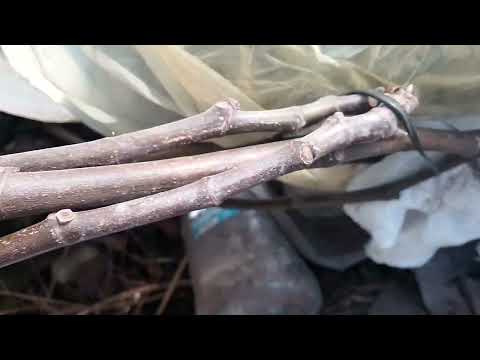 Видео: Состояние инжира на 05.03.24.Никополь.