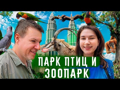 Видео: Куала-Лумпур: горячие цыпочки, обезьяны и самая большая колония светлячков в мире