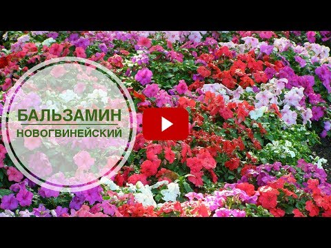 Видео: Бальзамин новогвинейский ➡ Особенности выращивания и ухода 🌺 Советы цветоводу от hitsadTV