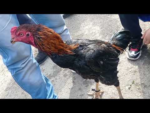 Видео: ПАРАНДА БОЗОРИ ХУЖАНД ПАЕШАНБЕ НАРХИ ДАКАН ХУРОЗ КУЁН САБА 6 АПРЕЛ 2022 ЙИЛ ПТИЧОИ РЫНОК ХУЖАНД 2022