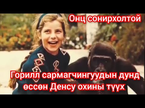 Видео: Денсу охины гайхамшигт түүх. mongol heleer kino hoshin shog duu 2024 монгол хэлээр кино дуу баримтат