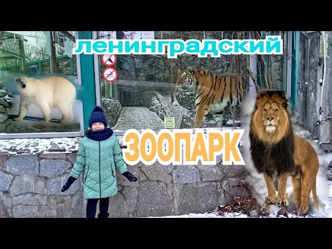 Видео: ЛЕНИНГРАДСКИЙ ЗООПАРК в САНКТ-ПЕТЕРБУРГЕ  ОБЯЗАТЕЛЬНО ПОСЕТИТЕ