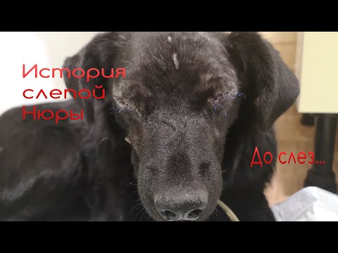 Видео: Слепую собаку Животные встречали в приюте Дари добро Новосибирск blind dog rescue